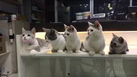 逗猫视频热点爆料,揭秘猫咪搞笑瞬间背后的秘密